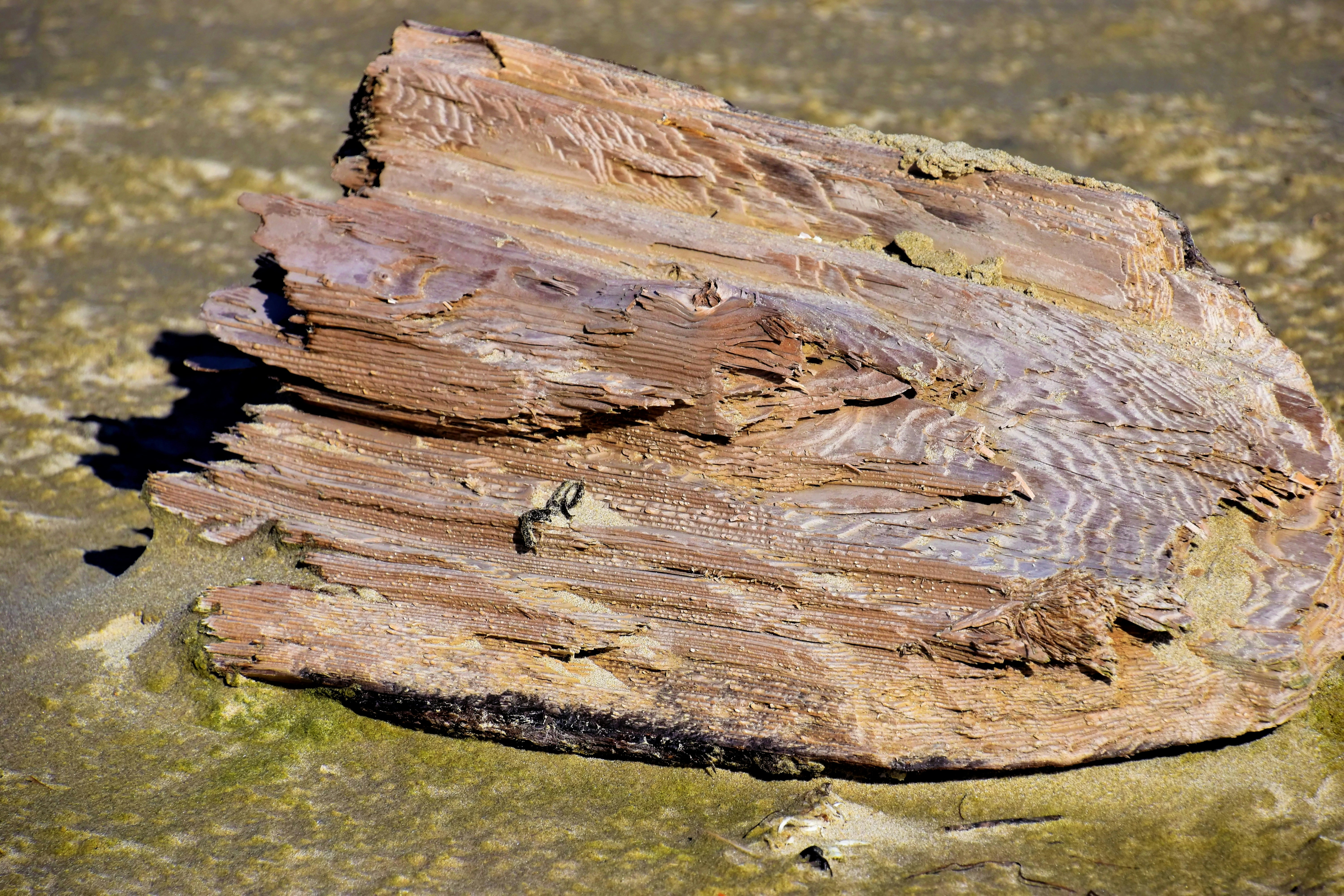 Top 5 Indie Games Of 2026 You Shouldn’t Miss Driftwood Fable