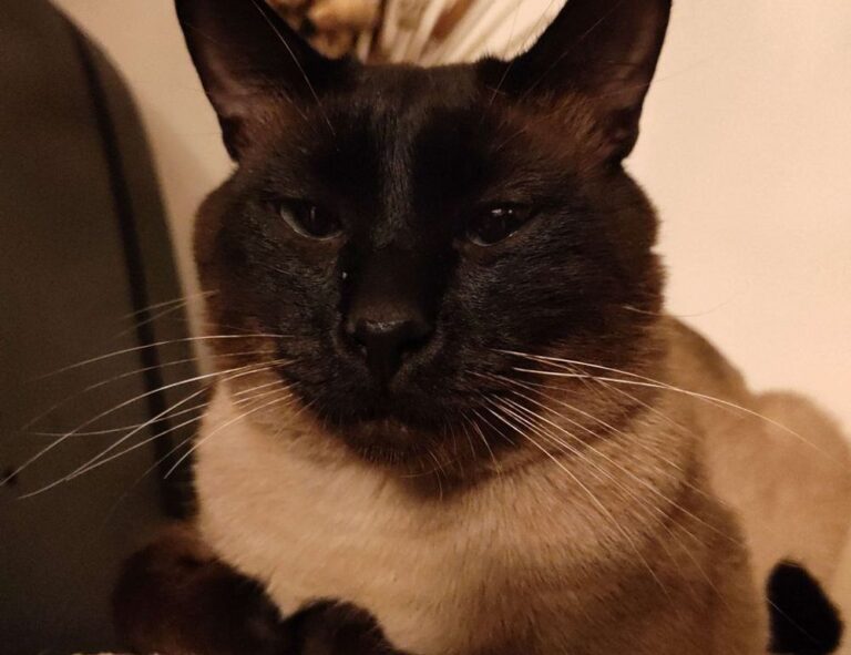 hearthssconsole installation guide from hearthstats