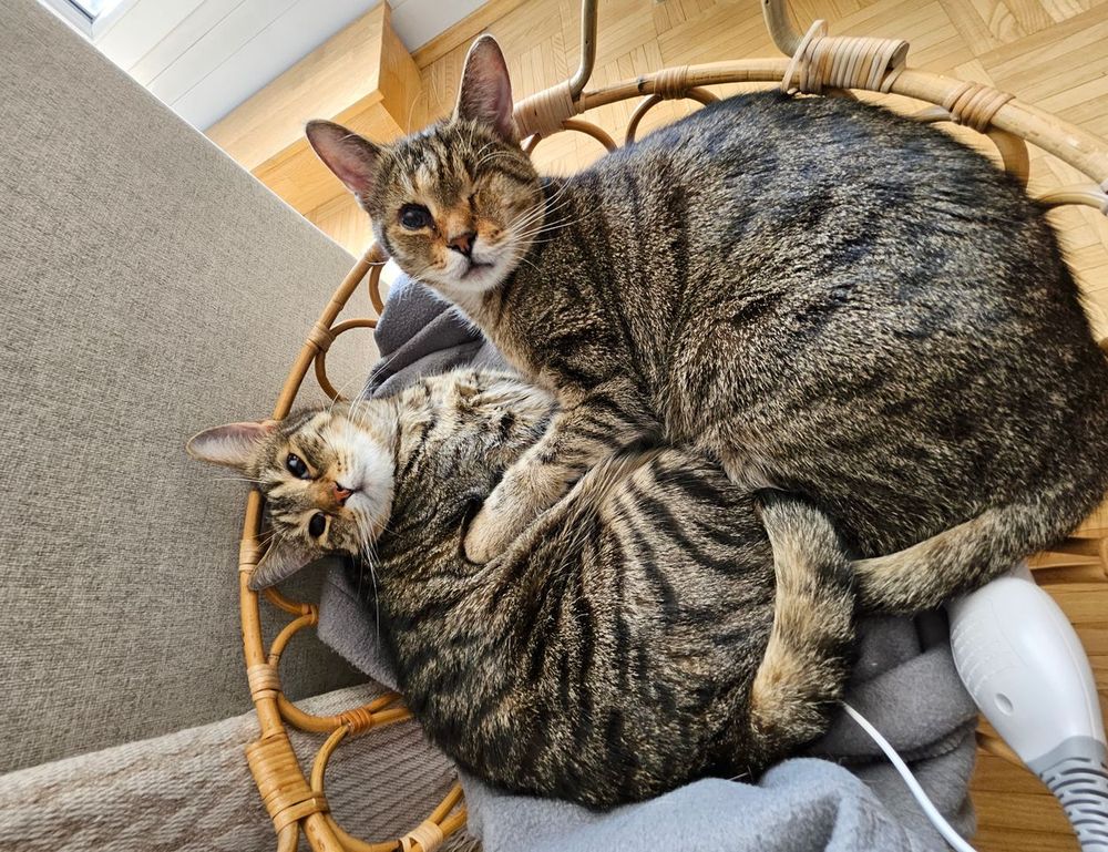 pickleballbrackets set up hearthssconsole unlock