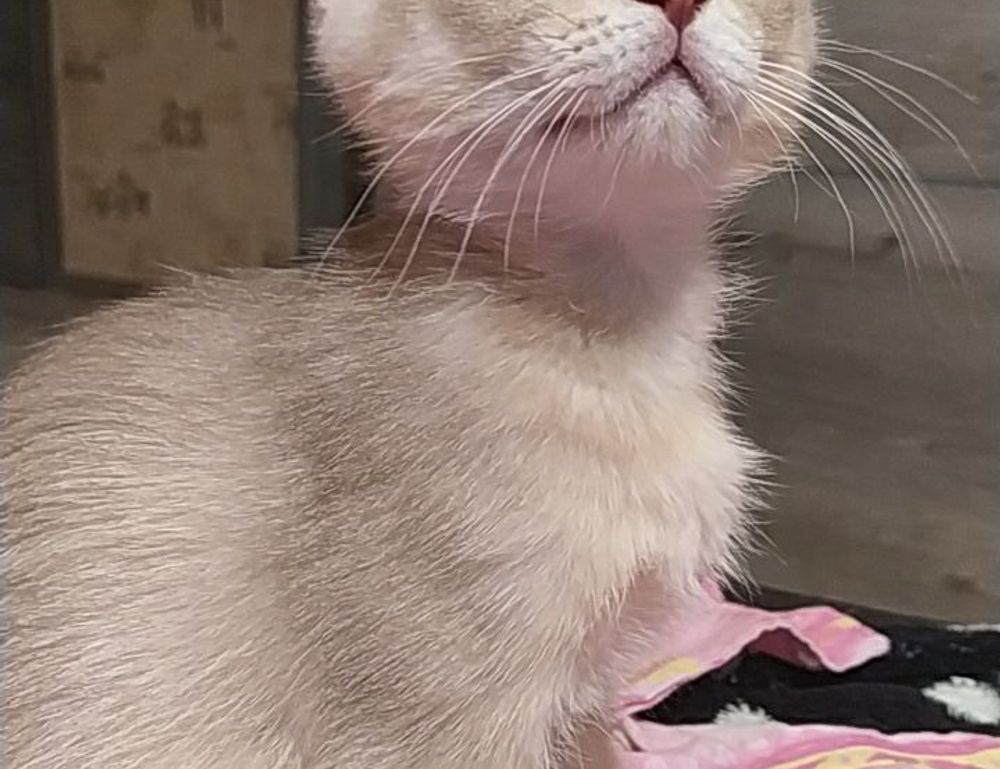 updates 2023 hearthssconsole