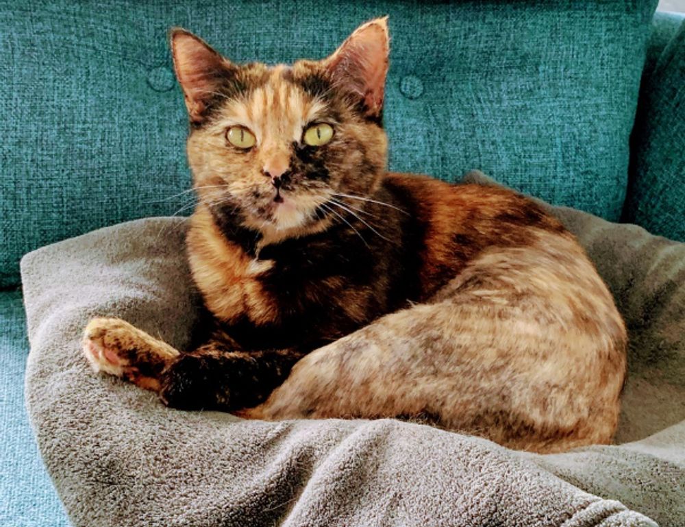 what is the best looking game grollgoza on pc